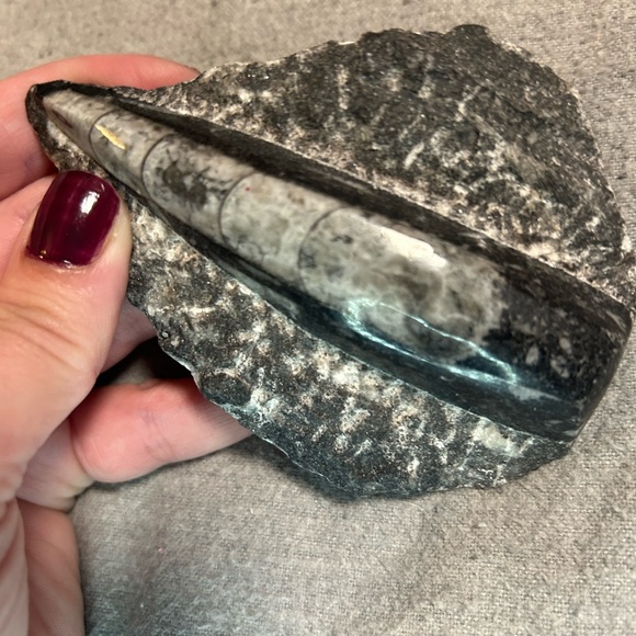 Orthoceras Fossil - Picture 2 of 2